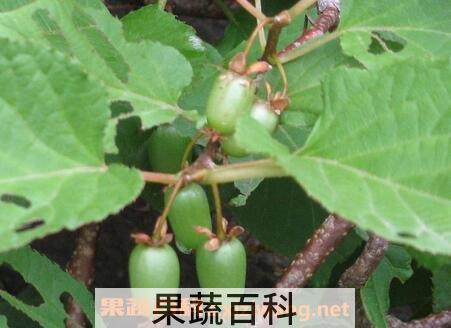 狗枣的营养价值