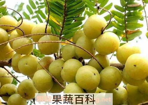 余甘果和什么不能同食