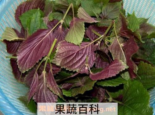  紫苏叶的功效与作用及食用方法