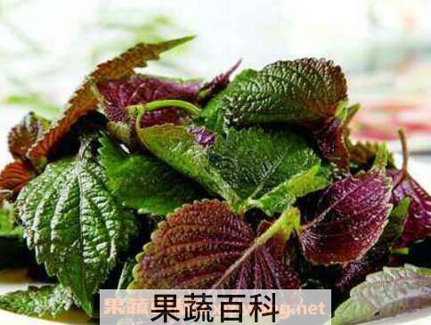  紫苏叶的功效与作用及食用方法