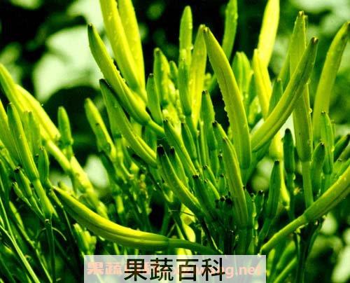 金针菜