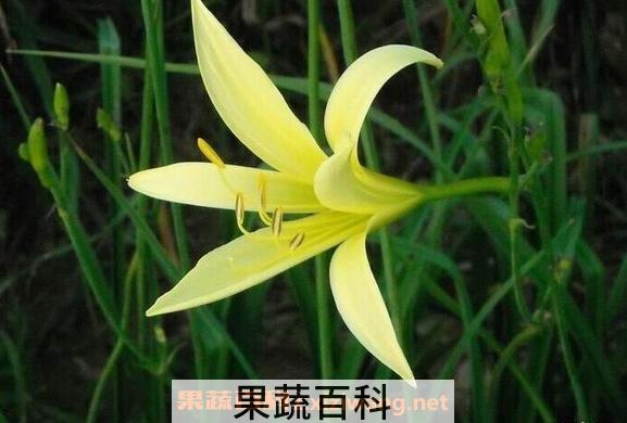 金针菜营养