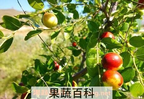 野枣树叶的功效与作用