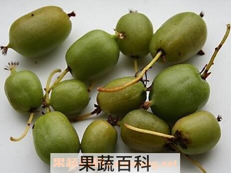 狗枣豆的营养价值
