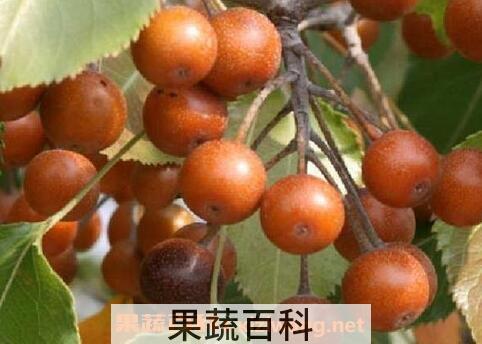 杜梨的药用价值 杜梨的功效与作用