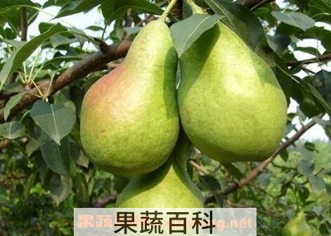 香蕉梨的营养价值与功效