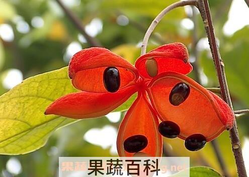 凤眼果的功效与作用