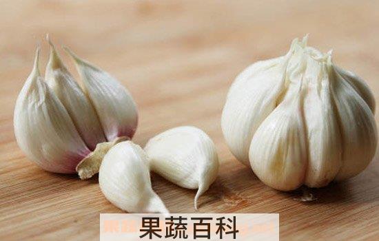 食用大蒜