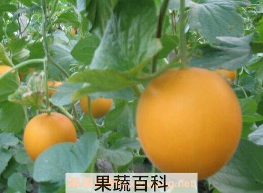 金蜜瓜营养价值和功效作用
