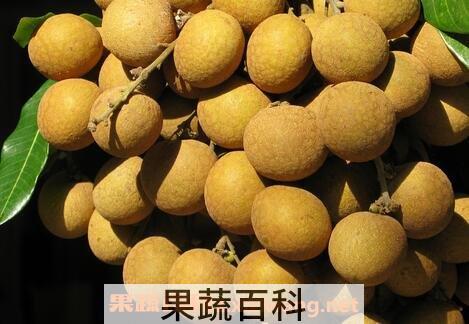 桂圆核的功效与作用有哪些