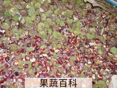 板栗外壳的功效与作用