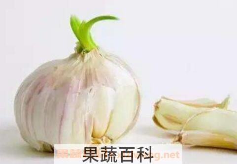 大蒜发芽能吃吗 大蒜怎么保存不发芽