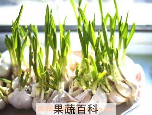 大蒜发芽能吃吗 大蒜怎么保存不发芽