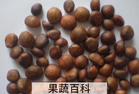 批把核的功效与作用