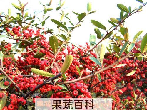 食用红豆注意事项