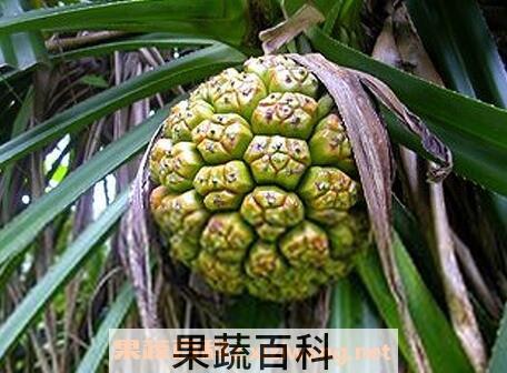 假菠萝的正确吃法