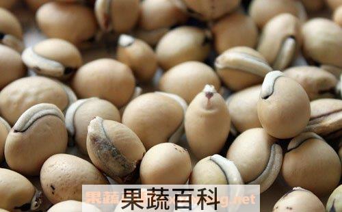 炒白扁豆