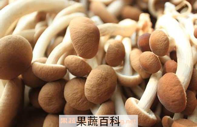 茶树菇的功效与作用