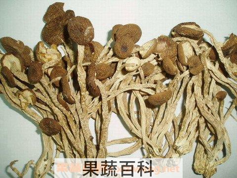 食用茶树菇