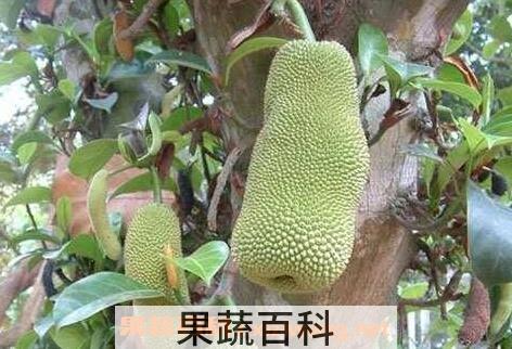 尖蜜拉怎么吃