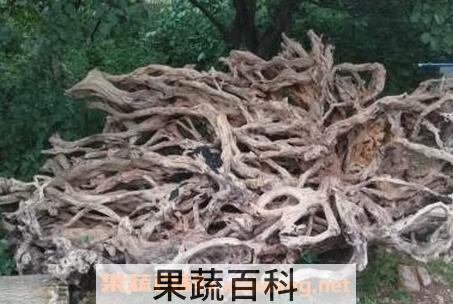 野柿子树根的药用价值