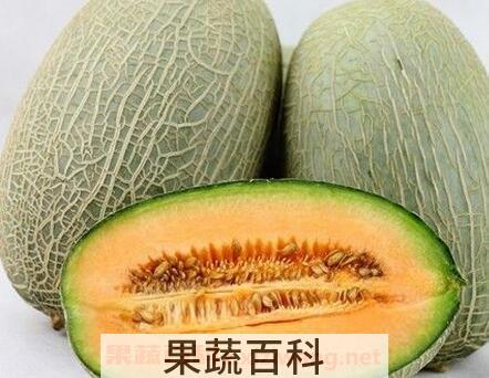 哈蜜瓜是凉性还是温性 哈蜜瓜是寒性还能热性
