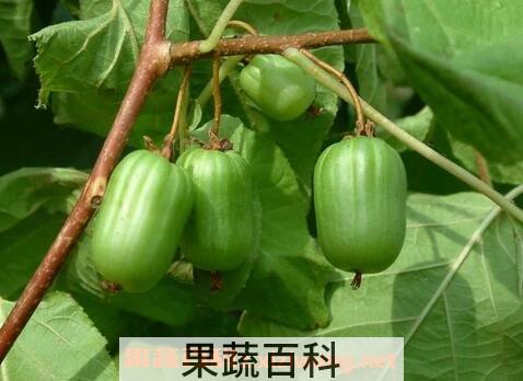 狗枣子的营养价值