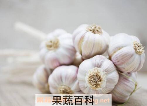 经常吃大蒜有什么好处 男人吃大蒜的好处