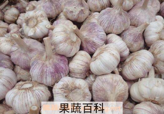 经常吃大蒜有什么好处 男人吃大蒜的好处