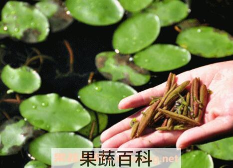 怎样挑选莼菜 莼菜的营养价值