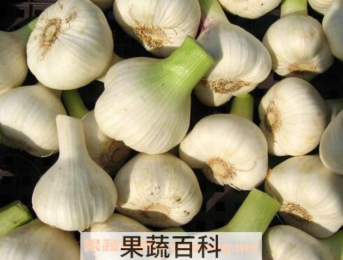 大蒜的营养价值及功效