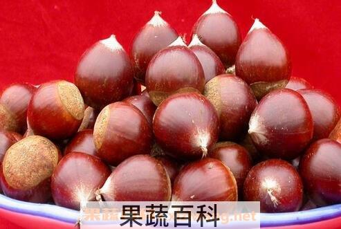 锥栗不能和什么一起吃 