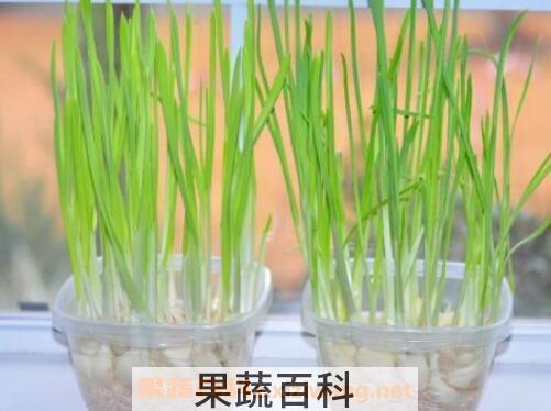 水培大蒜要剥皮吗 大蒜水培方法图解