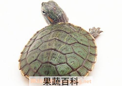 甲鱼有什么功效和作用