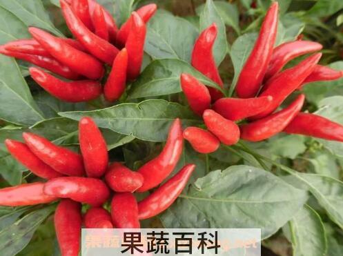 朝天椒种植时间和方法