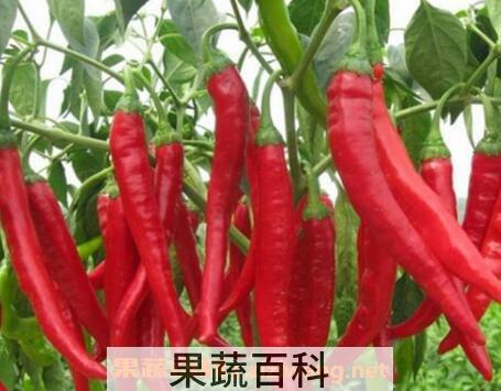  红辣椒的功效与作用