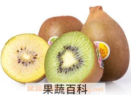 奇异果金果和绿果的区别