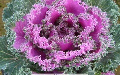 羽衣甘蓝的功效与作用图片 羽衣甘蓝的功效与作用禁忌