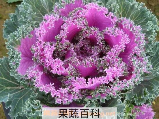 羽衣甘蓝的功效与作用