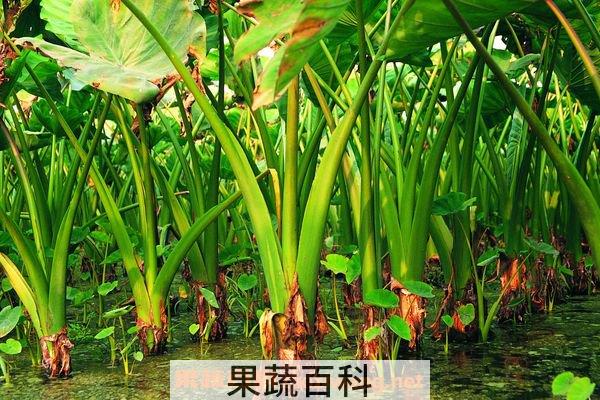 芋头的作用