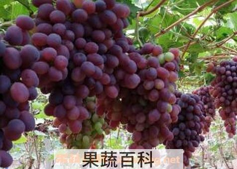 常吃葡萄的好处有哪些
