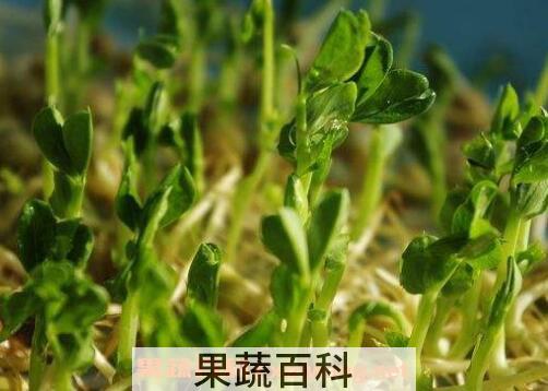 燕麦芽的功效与作用