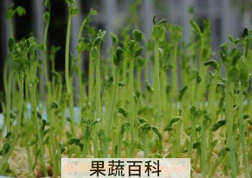 燕麦芽的功效与作用