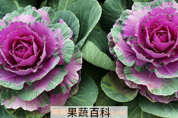 甘蓝和羽衣甘蓝的区别