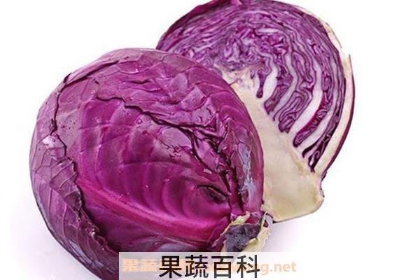 甘蓝和羽衣甘蓝的区别