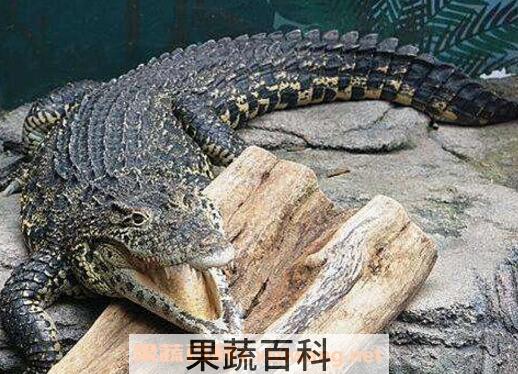 鳄鱼胆的功效与禁忌 鳄鱼胆能治什么病