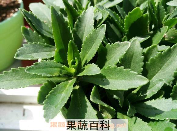 救心菜的功效与作用 什么人不能吃救心菜