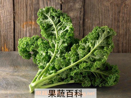 羽衣甘蓝怎么炒着吃 羽衣甘蓝营养价值