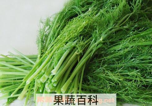 茴香的功效与作用 茴香不能和什么一起吃