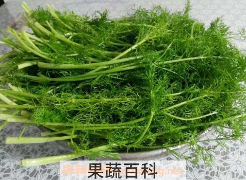 茴香的功效与作用 茴香不能和什么一起吃